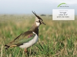 Eine Kiebitzurkunde zum Verschenken Bild: Naturefund Eine Kiebitzurkunde zum Verschenken Bild: Naturefund
