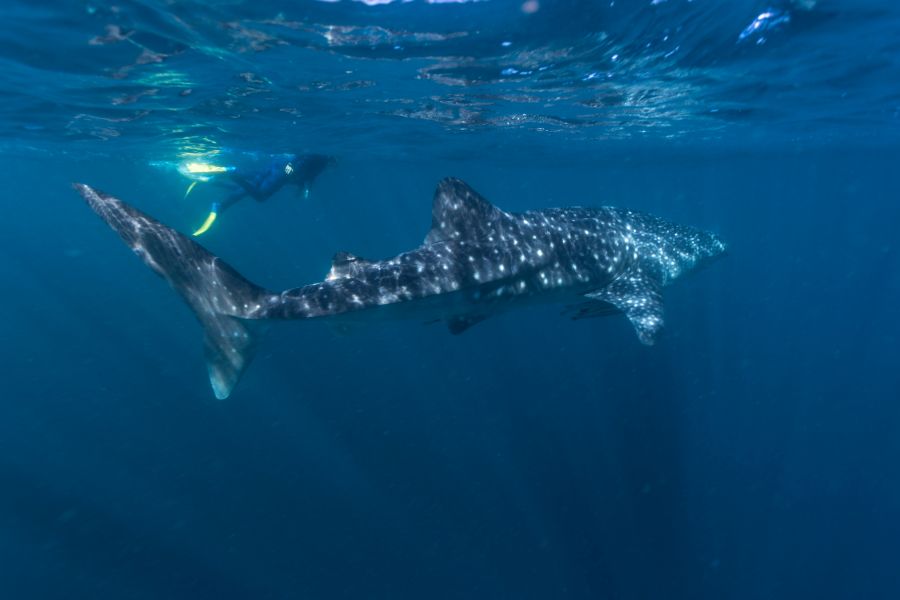 Schwimmen mit Walhaien am Ningaloo Reef, Westaustralien (c)Tourism Western Australia Schwimmen mit Walhaien am Ningaloo Reef, Westaustralien (c)Tourism Western Australia