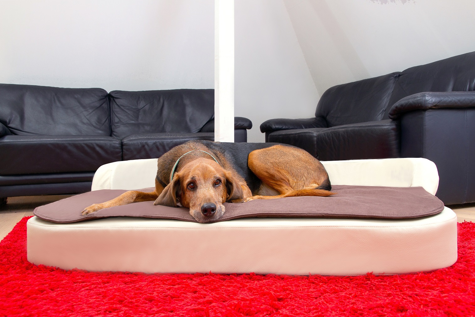 Orthopädisches Hundekissen Medical Style Plus