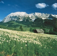 Narzissenfeld mit Grimmigkleiner TVB Ausseerland (© Herbert Pirker - Salzkammergut) Narzissenfeld mit Grimmigkleiner TVB Ausseerland (© Herbert Pirker - Salzkammergut)