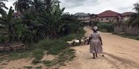Freiwilligendienst im Gap Year mit Stipendium Traumziel Ghana (Foto: Stiftung Mensch und Zukunft) Freiwilligendienst im Gap Year mit Stipendium Traumziel Ghana (Foto: Stiftung Mensch und Zukunft)