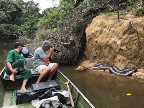 Auge in Auge mit einer Anaconda. Foto: Ashley Holland
