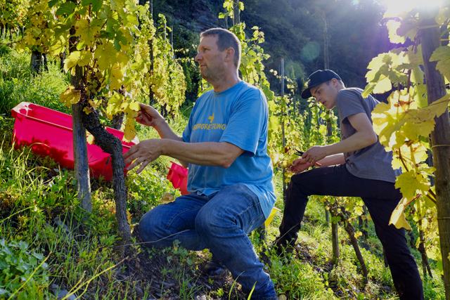 Daniel Vollenweider (l.) bei der Lese in der Steillage „Wolfer Goldgrube“. © Weingut Vollenweider Daniel Vollenweider (l.) bei der Lese in der Steillage „Wolfer Goldgrube“. © Weingut Vollenweider