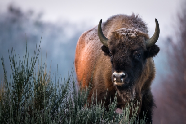 Wisent in Sielmanns Naturlandschaft Döberitzer Heide. Copyright: Sebastian Hennigs Wisent in Sielmanns Naturlandschaft Döberitzer Heide. Copyright: Sebastian Hennigs