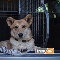Hundegitter und Laderaumteiler für Audi e-tron © Travall Hundegitter und Laderaumteiler für Audi e-tron © Travall