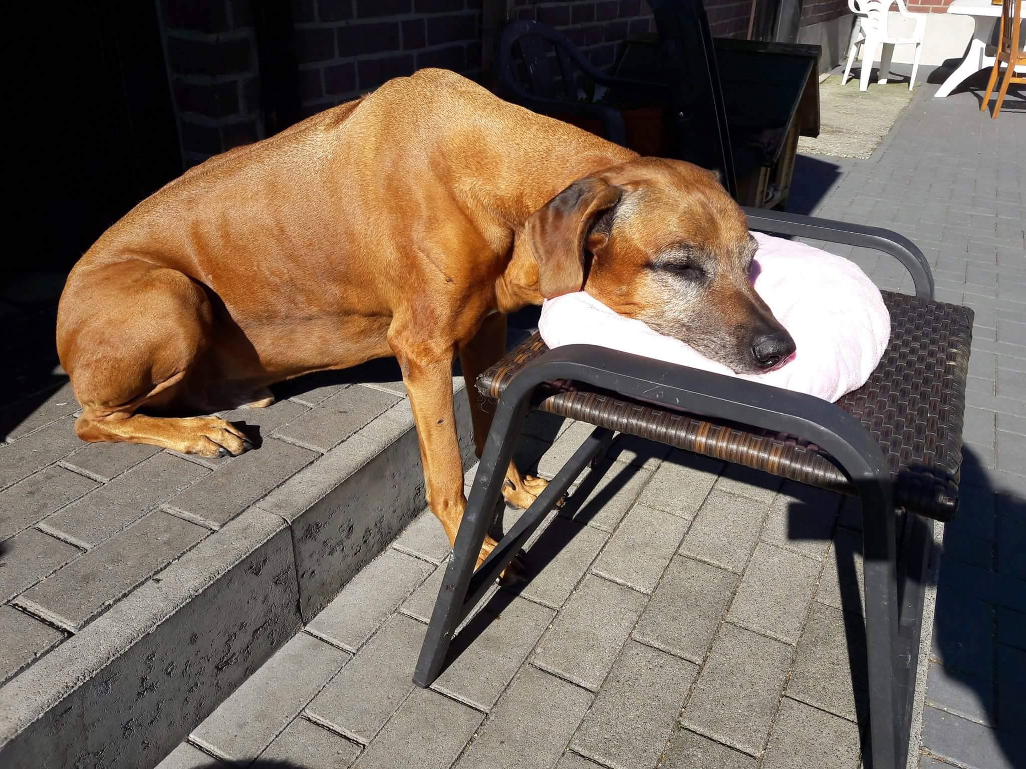 Hunde gewöhnen sich schnell an die Zeitumstellung