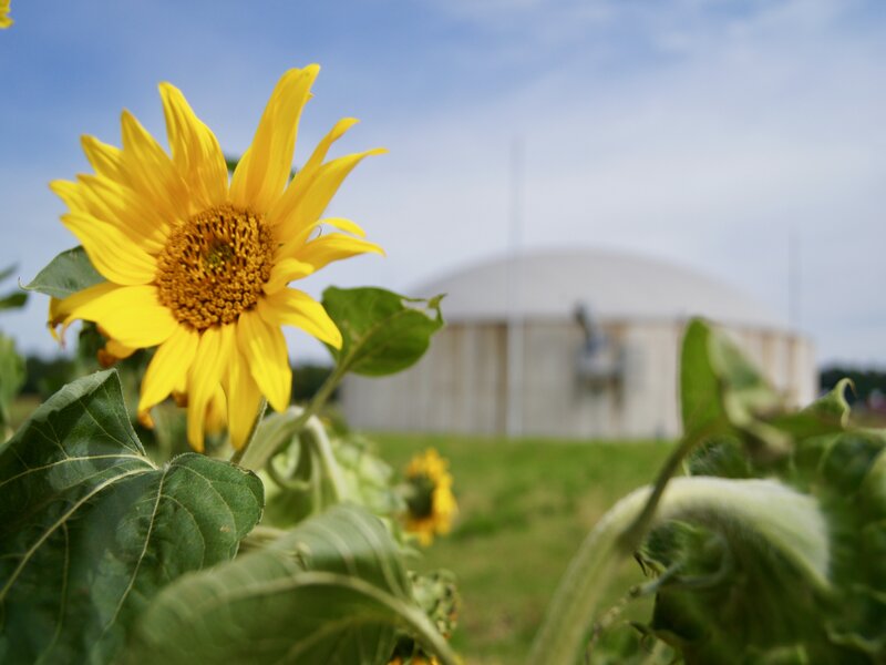 Sonnenblumen des EZ Fürstenhof vor der unternehmenseigenen Biogasanlage in Finkenthal 