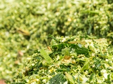 Nutzung von Silomais als Zweitfrucht Nutzung von Silomais als Zweitfrucht