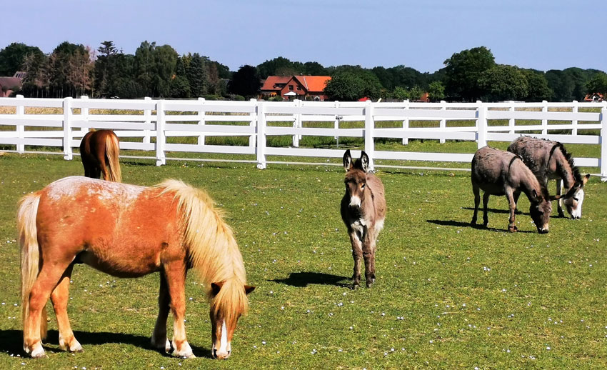 Gut Aiderbichl Ponys u. Esel auf der Ballermann Ranch in Blockwinkel Gut Aiderbichl Ponys u. Esel auf der Ballermann Ranch in Blockwinkel