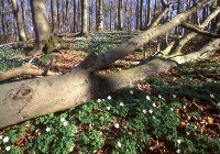 Frühjahrsblüher im Nationalpark Jasmund (Foto: Nationalpark-Zentrum KÖNIGSSTUHL)