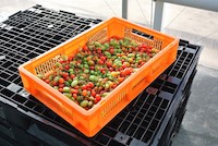 Bei der Tomatenernte sind Behälter von Gamma-Wopla und Paletten von Smart-Flow im Einsatz. Bei der Tomatenernte sind Behälter von Gamma-Wopla und Paletten von Smart-Flow im Einsatz.