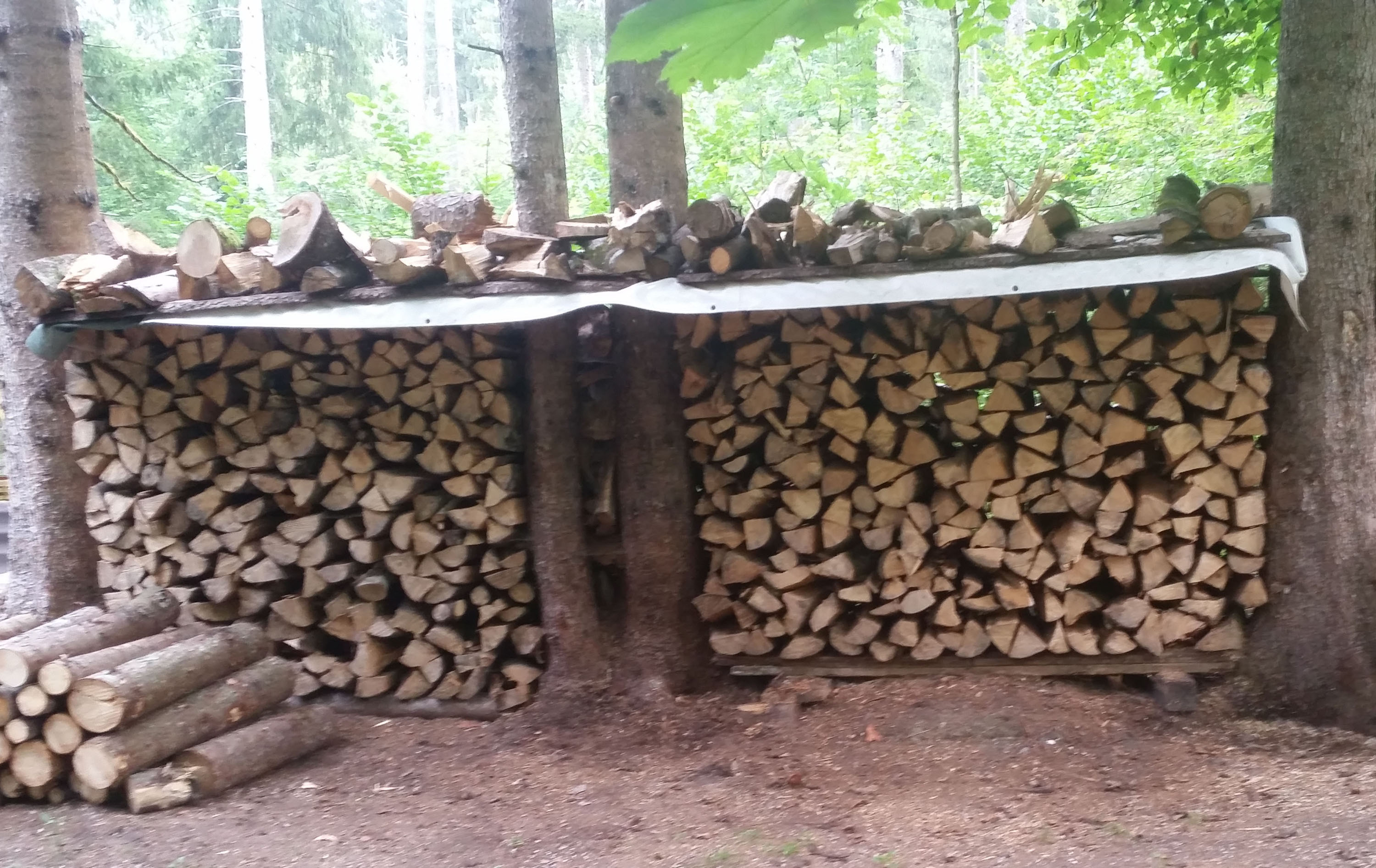 In Deutschland wächst jährlich mehr Holz nach, als tatsächlich benötigt wird