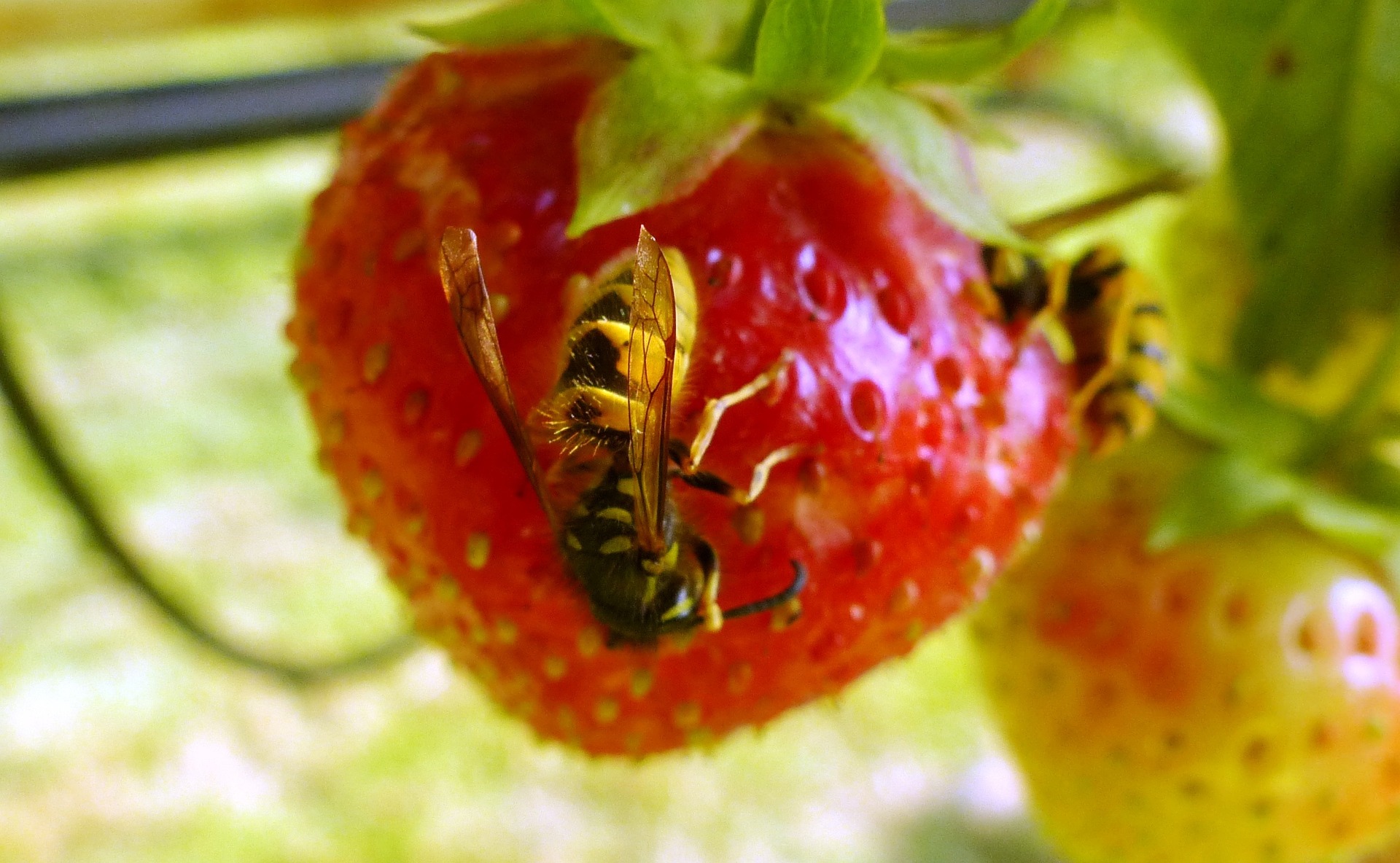 Apotheken raten: Vorsicht vor Bienen- und Wespenstichen (Bildquelle:©lucidtouchstone / pixabay)