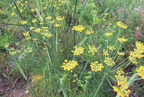 Mit dem Fenchel süß schläft man besser, verdaut besser und fühlt sich wohler. Credits: aromainfo.at Mit dem Fenchel süß schläft man besser, verdaut besser und fühlt sich wohler. Credits: aromainfo.at