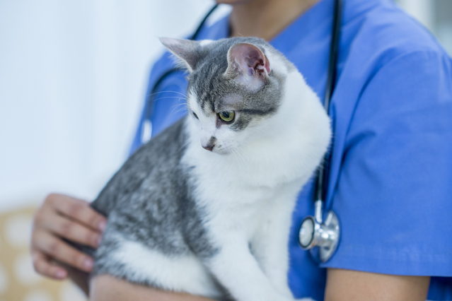 Auch Katzen können sich mit Corona infizieren. (Bildquelle: ERGO Group)