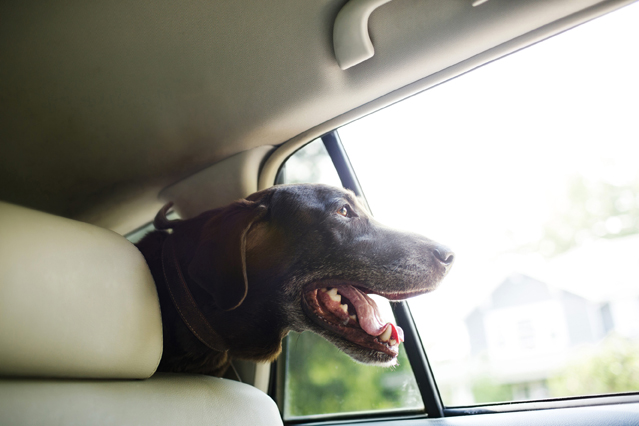 Dass ein Hund bei Hitze hechelt, ist normal und kein Zeichen für eine Notsituation. (Bildquelle: ERG Dass ein Hund bei Hitze hechelt, ist normal und kein Zeichen für eine Notsituation. (Bildquelle: ERG