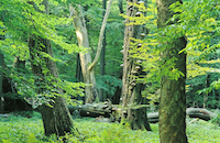 Mit erfahrenen Führern geht es durch den Urwald mitten in Deutschland. Mit erfahrenen Führern geht es durch den Urwald mitten in Deutschland.