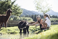 Streichelzoo mit Lamas für Groß und Klein (Alphotel Tyrol)