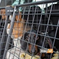 Das Gitterset von Travall sichert zwei oder mehr Hunde im Kofferraum. © Travall Das Gitterset von Travall sichert zwei oder mehr Hunde im Kofferraum. © Travall