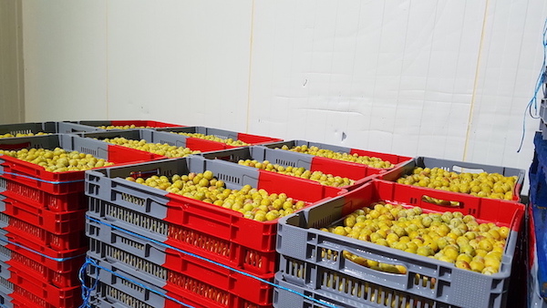 60.000 Bicolor-Kunststoffbehälter werden für Ernte, Lagerung und Transport der Mirabellen genutzt. 60.000 Bicolor-Kunststoffbehälter werden für Ernte, Lagerung und Transport der Mirabellen genutzt.