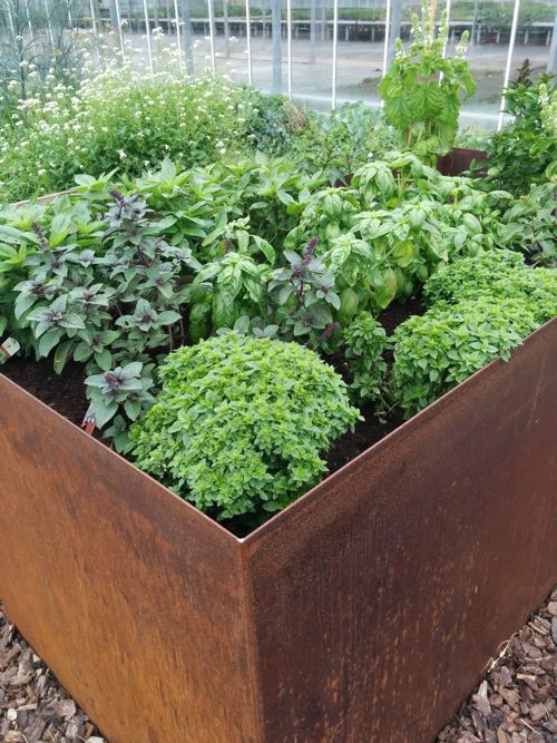 Um frisches Gemüse anzupflanzen wird nicht immer ein großer Garten benötigt.