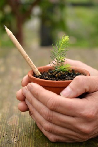 Der Bleistift, der sich in einen Weihnachtsbaum verwandeln kann ©Sprout World Der Bleistift, der sich in einen Weihnachtsbaum verwandeln kann ©Sprout World