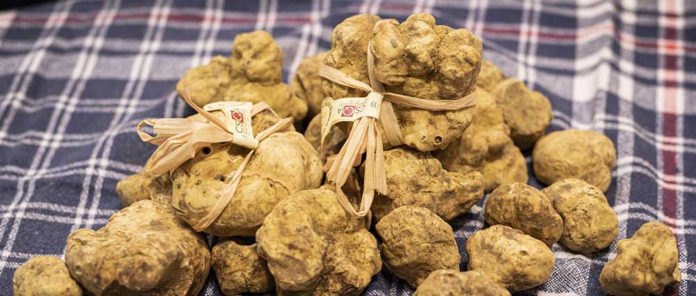 Weisse Trüffel in Alba Foto Giorgio-Perottino_Getty-images-für-Ente-Fiera-Internazionale-del-Tartufo Weisse Trüffel in Alba Foto Giorgio-Perottino_Getty-images-für-Ente-Fiera-Internazionale-del-Tartufo