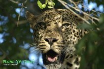 Roho Ya Chui ist Swahili und bedeutet Seele des Leoparden