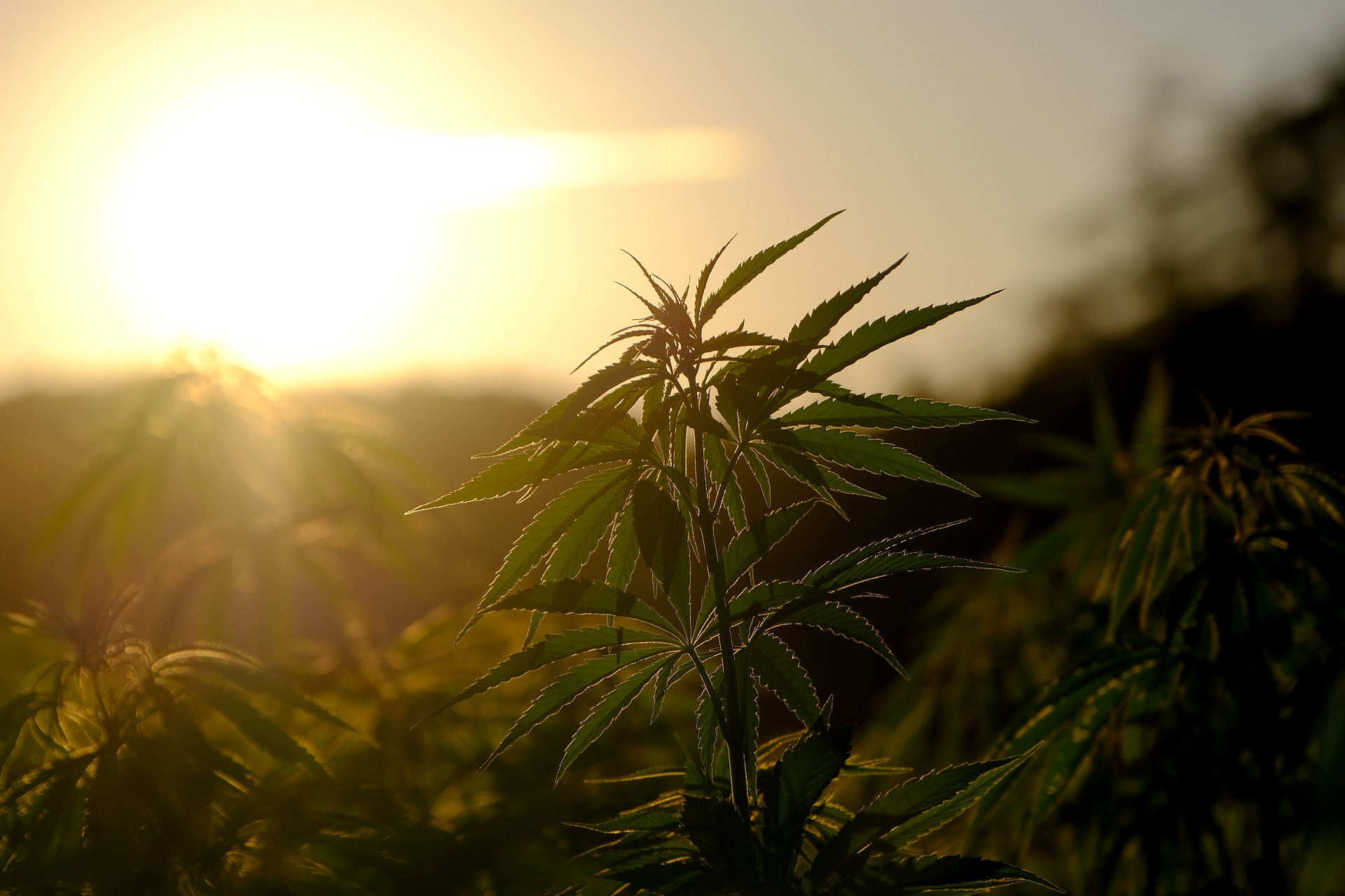 Cannabis als Medizin (Bildquelle: @Pixabay) Cannabis als Medizin (Bildquelle: @Pixabay)