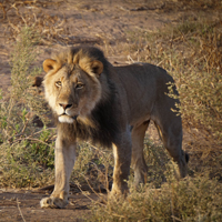 Nachhaltiger Tourismus - Artenschutz