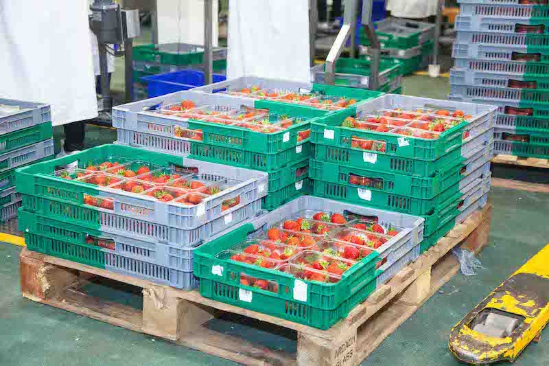 Bild: Der PVBI-6412 von Gamma-Wopla eignet sich besonders gut für den Transport von Erdbeeren. Bild: Der PVBI-6412 von Gamma-Wopla eignet sich besonders gut für den Transport von Erdbeeren.