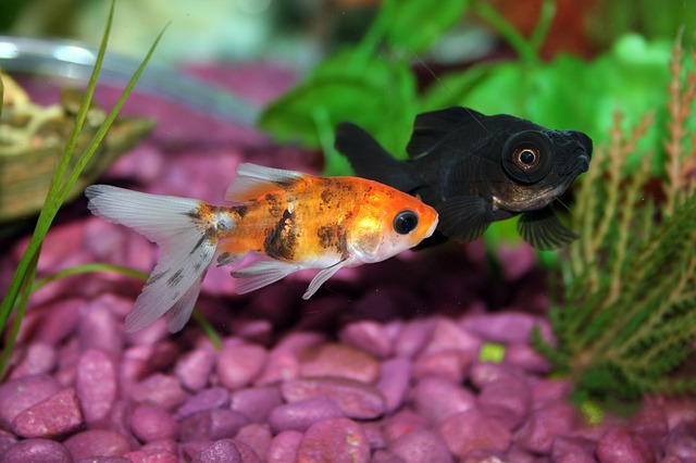 Aquarium Deko Ideen Aquarium Deko Ideen
