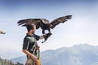 Mann bei Greifvogelschau Falkner mit Adler (c) David Innerhofer (Tourismusverband Rauris)