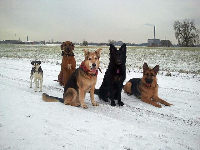 Wintertipps vom Bund Deutscher Tierfreunde