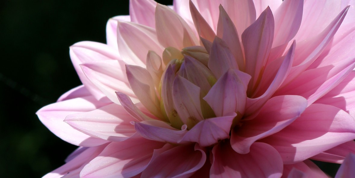 Micro Labs bietet zur Prävention allergischer Reaktionen zwei Präparate als Augentropfen an.