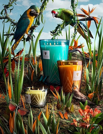 Baobab Collection - Palm Kollektion 