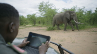 Elephants Alive nutzt robuste mobile Geräte von Dell Technologies. (Foto: Dell Technologies)