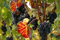 Weinreben in Jedlersdorf