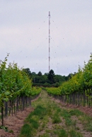Wein aus Jedlersdorf