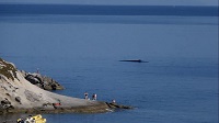 Wal, Capo Sant'Andrea, Elba (William Gazzera) Wal, Capo Sant'Andrea, Elba (William Gazzera)