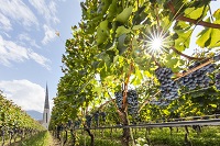 Weinstöcke mit reifen Trauben (c) Frieder Blickle (Tourismusverein Algund)