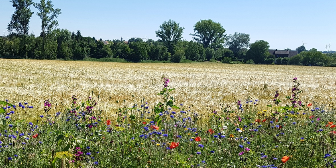 Menschen haben aus den unterschiedlichsten Gründen mit einer Allergie zu kämpfen.