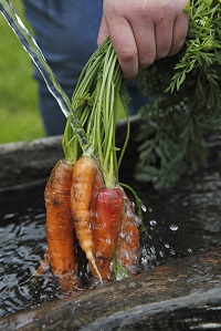 Frische Karotten aus eigenem Anbau (c) IDM Frieder Blickle (Fontis eco farm & suites)