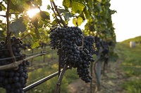 Reife Trauben auf den Weinbergen (c) weissweiss.com (Tourismusverband Naturgenuss Pamhagen)