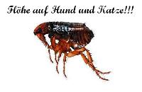Flöhe bei Hund und Katze - 12 Monate im Jahr! Flöhe bei Hund und Katze - 12 Monate im Jahr!
