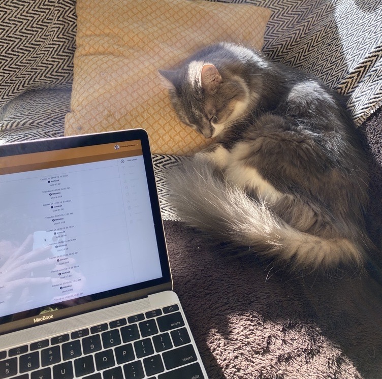 Home Office mit Katze Home Office mit Katze
