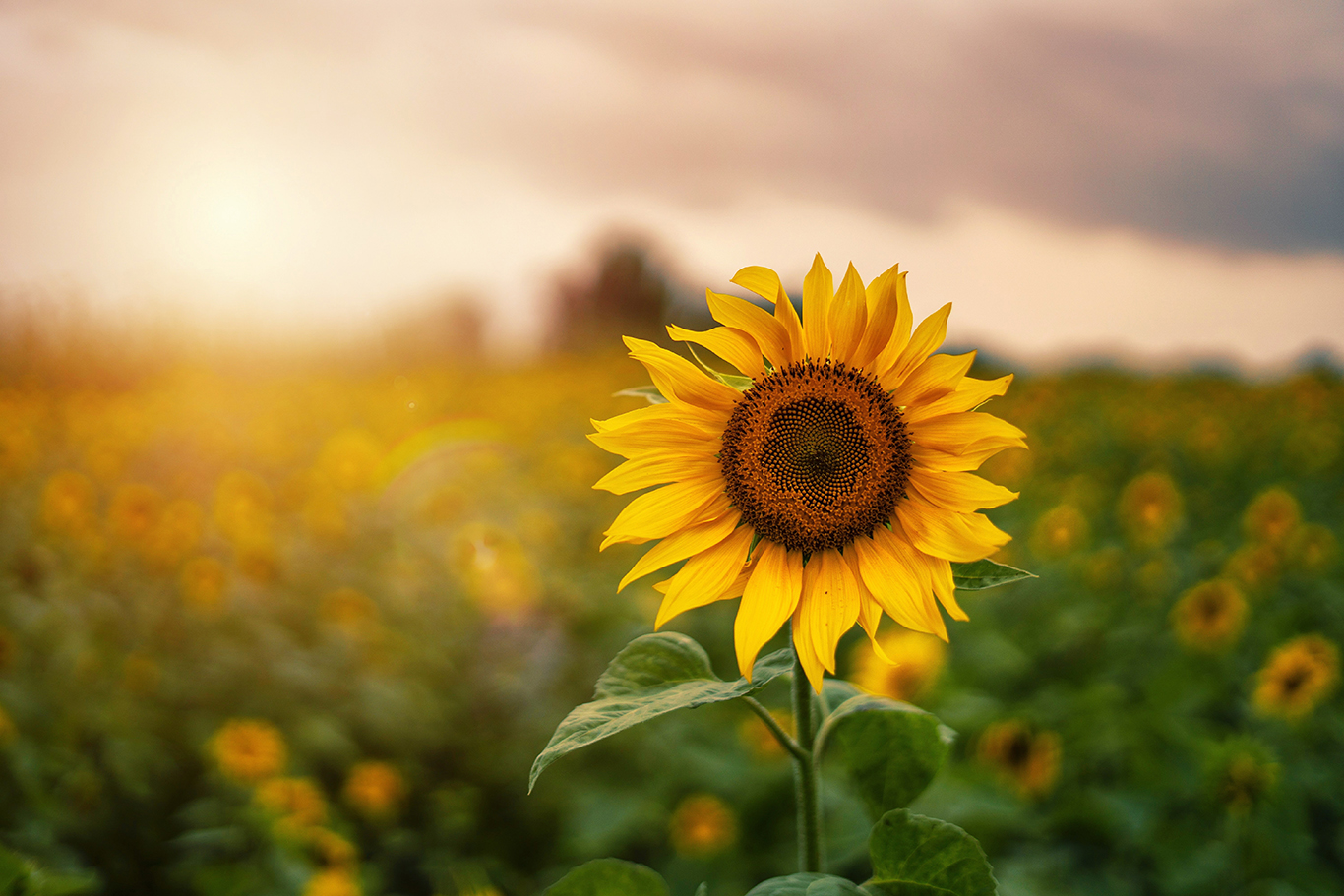 Sommermarkt mit Brandenburger Spezialitäten (Bildquelle: Thanuj Mathew / Unsplash) Sommermarkt mit Brandenburger Spezialitäten (Bildquelle: Thanuj Mathew / Unsplash)
