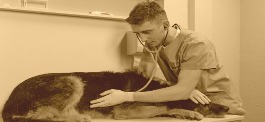Tierarzt bei der Behandlung eines Hundes