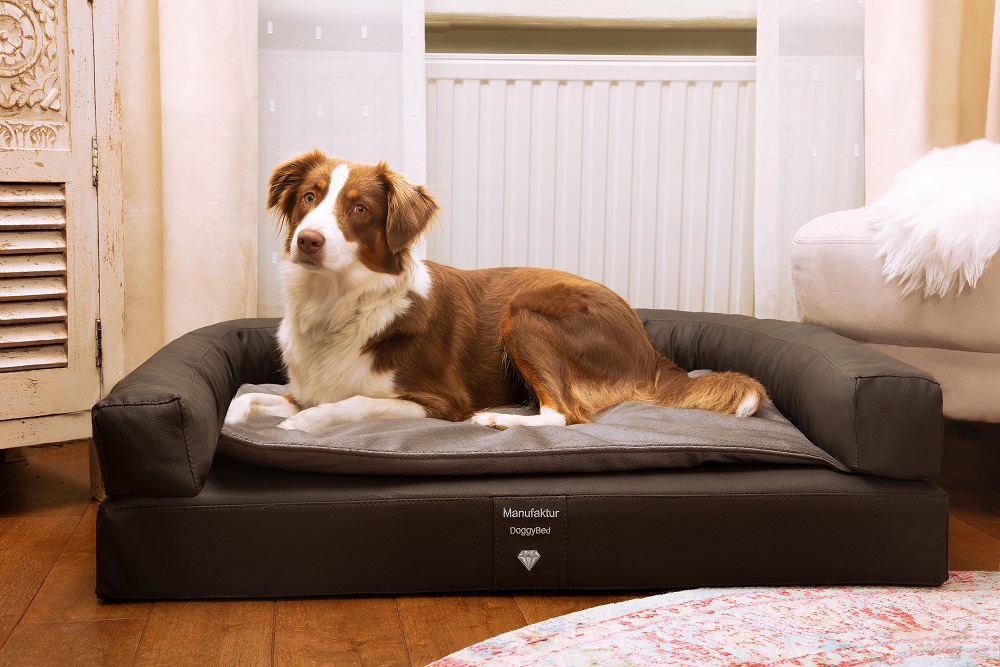 Die 5 besten Hundebetten