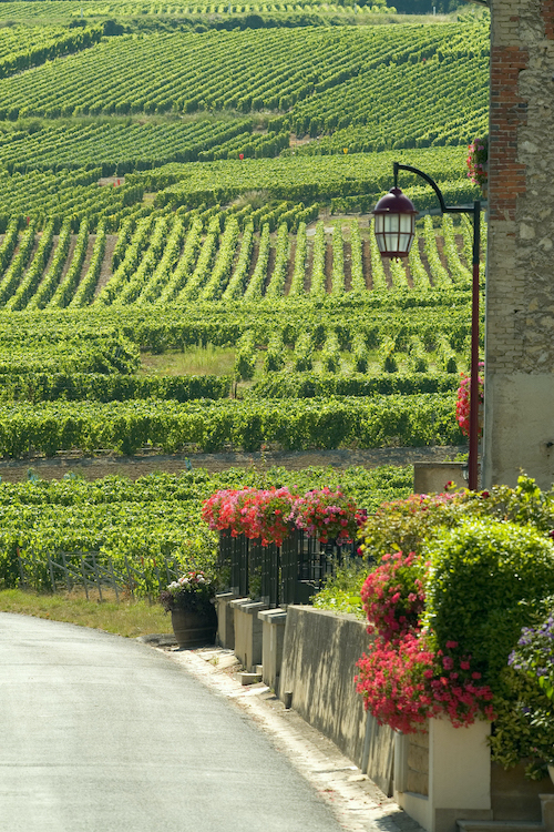 ComitéChampagne ComitéChampagne